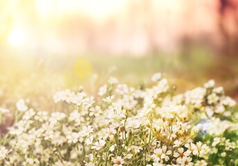 Wild flowers on a green sunny spring meadow.