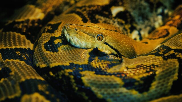 The longest snake in the world - the Asian giant reticulated python. Quietly asleep, coiled in a ring - stock image