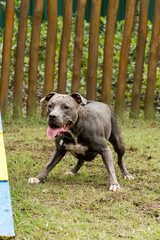 Pit bull dog playing in the park. The pitbull takes advantage of the sunny day to have fun. Dog place with green grass, and fence with wooden stakes. Toys like a ramp for him to exercise.