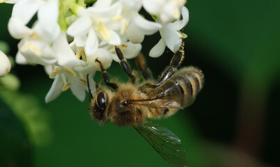 pszczoła z bliska  © Krzysztof