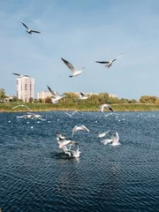 Fototapete Vögel Seagull feeding at park on the city lake. Birdwatching at autumn time  © Ayrat A.