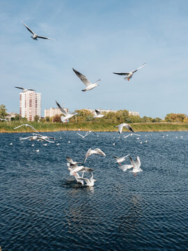 Seagull feeding at park on the city lake. Birdwatching at autumn time
