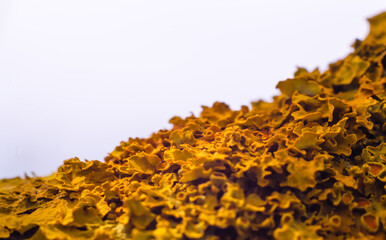 Yellow moss parasite on a tree branch. Beautiful pattern of lichens. Good background. Place for text