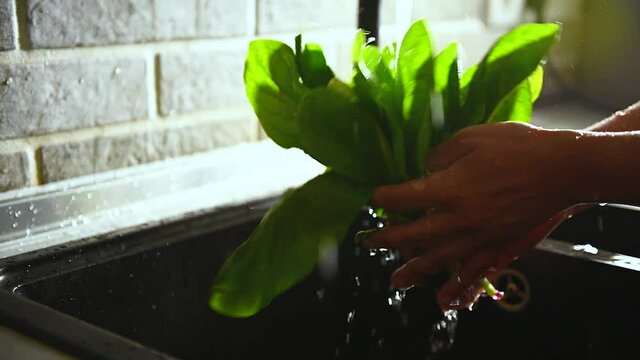 Close-up of a woman washing spinach leaves in the kitchen sink. Video materials. Healthy vegan food concept. Footage. Slow motion