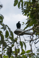 Vulture on top of lamppost with leaves of trees around. Partially sunny day with some clouds.