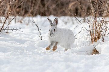 White snowshoe hare running in the snow in Canada. Mostly white with cute brown feet.