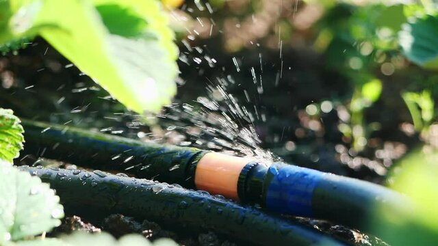 Water splashes against the background of strawberry leaves fly from the leaky watering hose.. Slow motion.