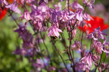 Pink Flowers