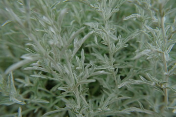 Dusty Miller Centaurea cineraria L.Compositae