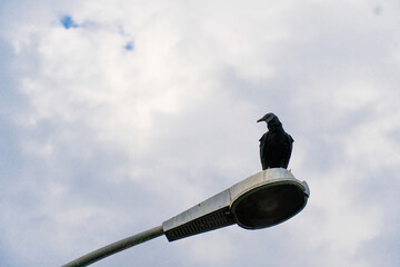 Vulture on top of the light pole. Partially sunny day with some clouds.