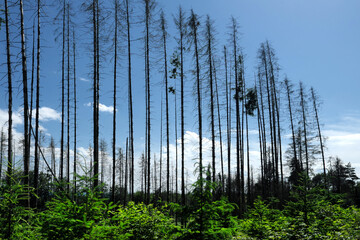 Aufforstung mit jungen Bäumen und abgestorbene hohe Nadelbäume im Hintergrund - Stockfoto