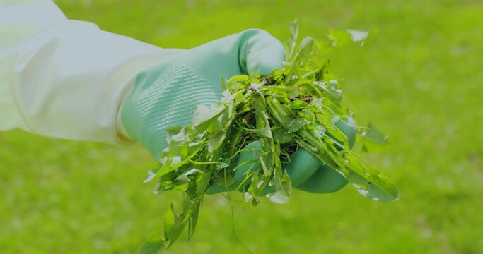 Gardening weeding. Gardener remove weeds dandelions from weed puller tool. Dandelion removal and weeder lawn tools