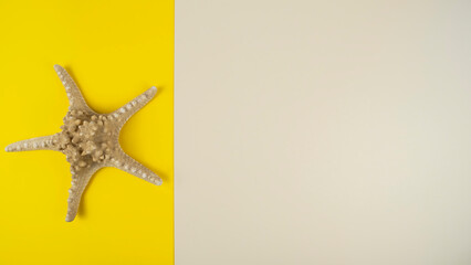 Sea star on colot background with copy space. Top view