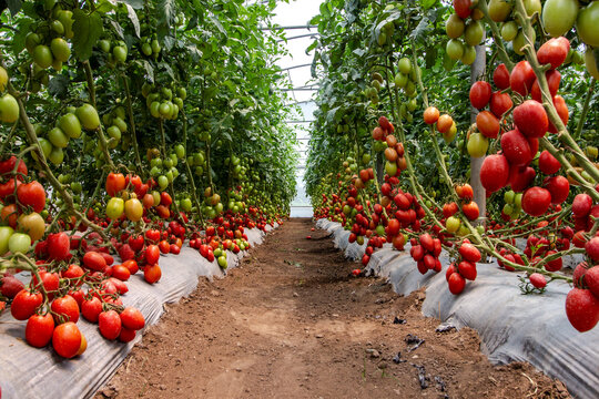 Invernadero de Tomate