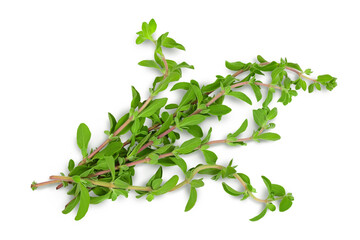 Oregano or marjoram leaves isolated on white background with clipping path and full depth of field. Top view. Flat lay