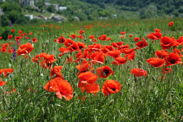 wild red poppies on the field