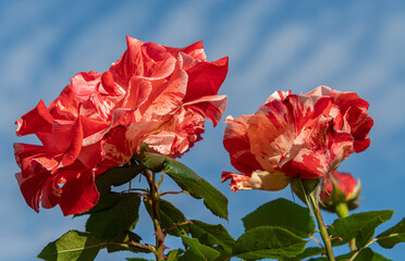 red and pink Hanky Panky floribunda rose in bloom 