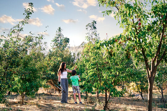 young mother and son pruning trees in the orchard on a sunny day, using gardening tools, gloves and scissors