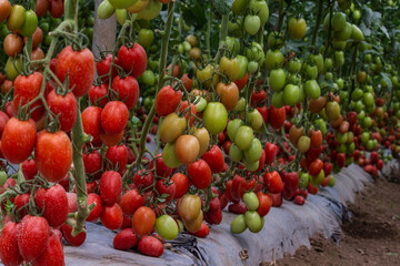Cultivo de Tomate 2