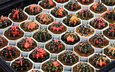 Beautiful arrangement of growth plants business, pattern of nursery cactus in pot