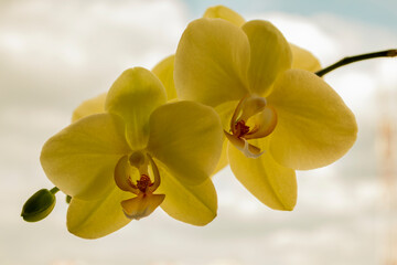 Naklejka premium Yellow orchid flowers, phalaenopsis, isolated on sky background. Beauty concept. Close-up.