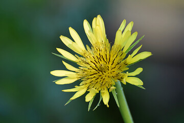 salsify flower in the morning dew close-up.
