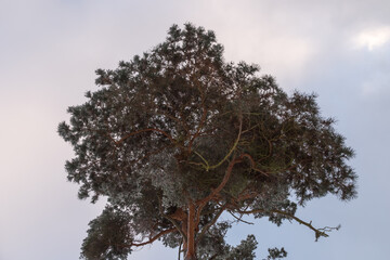 A canopy of a conifer under a cloudy sky 