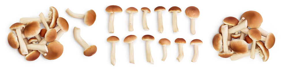 honey fungus mushrooms isolated on white background with clipping path and full depth of field. Set or collection