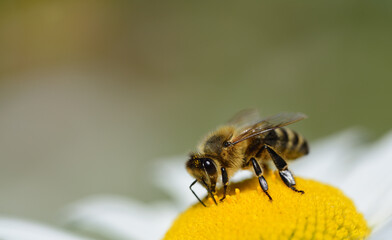 Close up of a honey bee sitting on the pollen of a daisy with space for text