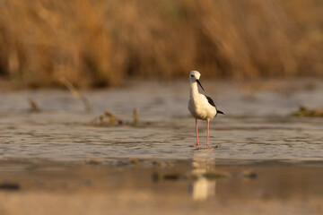black-winged stilt in water