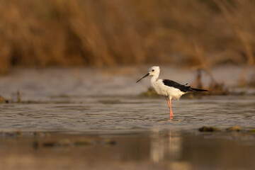 Black-winged stilt standing in shallow water