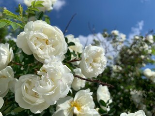 White rose bush close up. Blooming garden plant under sunlight with blue sky. Beautiful climbing...