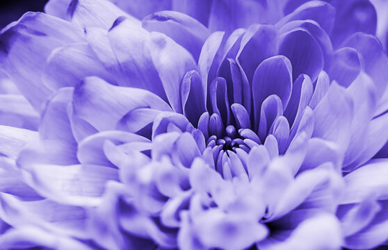 Defocused pastel,  lilac dahlia petals macro, floral abstract background. Close up of flower dahlia for background, Soft focus