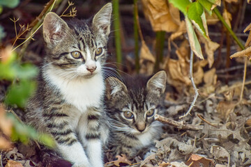 Naklejka na ściany i meble Feral kitten siblings hiding at the base of a blackberry bush along a river.