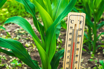 Comfortable temperature for growing corn on the plantation. Thermometer against the background of...