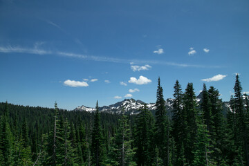 forest in the mountains