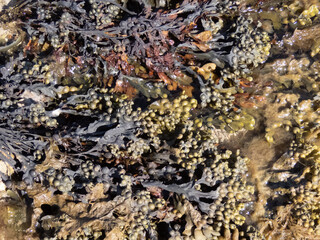 Seaweed on a beach in Jersey