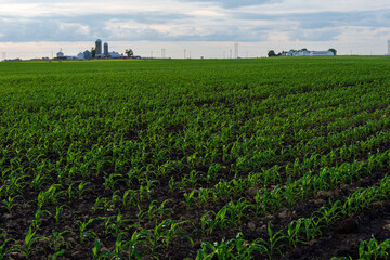 Fototapeta na wymiar Springtime cornfield with farm buildings in the distance.
