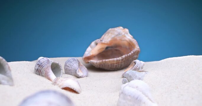 detailed extreme close-up of small and large shells of rapan shells on the sand on a blue background.