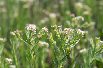 Close up of field cress (lepidium campestre) in bloom