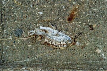 Animal skull or bones with teeth laying by a concrete curb.