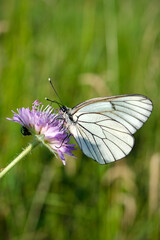 beautiful white butterfly on flower close up