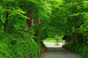Naklejka premium 世界遺産 新緑の中尊寺