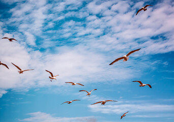Seagulls flying in the vivid blue sky