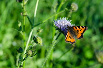 urticaria bright beautiful butterfly on a flower