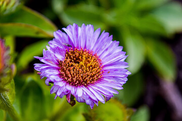 Fototapeta premium A vibrant wild American Aster flower along the coast near Monterey Bay