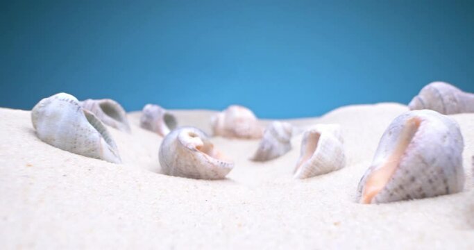 detailed extreme close-up, conch shells on white sand.