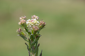 Close up of a field cress (lepidium campestre) plant in bloom