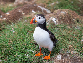 Atlantic Puffin stays on grass during the breading season on the Farne Islands in England, UK