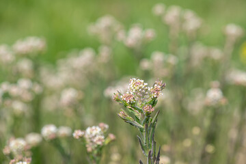 Close up of field cress (lepidium campestre) in bloom